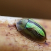 Shiny Tortoise beetle - Cassida vittata | Fotografijos autorius : Agnė Našlėnienė | © Macronature.eu | Macro photography web site