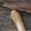 Ship-timber Beetle - Hylecoetus dermestoides, larva | Fotografijos autorius : Vidas Brazauskas | © Macronature.eu | Macro photography web site