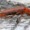Ship-timber Beetle - Hylecoetus dermestoides | Fotografijos autorius : Gintautas Steiblys | © Macronature.eu | Macro photography web site