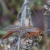 Short-tailed Ichneumon Wasp - Ophion scutellaris ♂ | Fotografijos autorius : Žilvinas Pūtys | © Macronature.eu | Macro photography web site