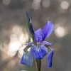 Siberian Iris - Iris sibirica | Fotografijos autorius : Dalia Račkauskaitė | © Macronature.eu | Macro photography web site