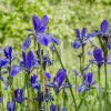 Siberian Iris - Iris sibirica | Fotografijos autorius : Kazimieras Martinaitis | © Macronature.eu | Macro photography web site