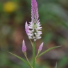 Sidabrinė celiozija, varpotoji forma- Celosia argentea var. spicata | Fotografijos autorius : Nomeda Vėlavičienė | © Macrogamta.lt | Šis tinklapis priklauso bendruomenei kuri domisi makro fotografija ir fotografuoja gyvąjį makro pasaulį.