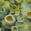 Sieninė geltonkerpė - Xanthoria parietina | Fotografijos autorius : Vidas Brazauskas | © Macronature.eu | Macro photography web site