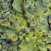 Common sunburst lichen - Xanthoria parietina | Fotografijos autorius : Vidas Brazauskas | © Macronature.eu | Macro photography web site