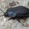 Maitvabalis - Silpha tristis | Fotografijos autorius : Gintautas Steiblys | © Macrogamta.lt | Šis tinklapis priklauso bendruomenei kuri domisi makro fotografija ir fotografuoja gyvąjį makro pasaulį.