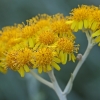 Silver ragwort - Jacobaea maritima | Fotografijos autorius : Gintautas Steiblys | © Macronature.eu | Macro photography web site