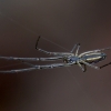 Shadow stretch spider - Tetragnatha montana | Fotografijos autorius : Romas Ferenca | © Macronature.eu | Macro photography web site