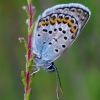 Silver-studded Blue - Plebeius argus | Fotografijos autorius : Romas Ferenca | © Macronature.eu | Macro photography web site
