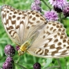 Didysis perlinukas - Argynnis paphia | Fotografijos autorius : Agnė Kulpytė | © Macronature.eu | Macro photography web site