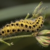 Six-spot burnet - Zygaena filipendulae, caterpillar | Fotografijos autorius : Žilvinas Pūtys | © Macronature.eu | Macro photography web site