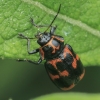 Six-spotted Pot Beetle - Cryptocephalus sexpunctatus | Fotografijos autorius : Gintautas Steiblys | © Macronature.eu | Macro photography web site