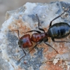 Skruzdėlė - Camponotus ruber | Fotografijos autorius : Gintautas Steiblys | © Macrogamta.lt | Šis tinklapis priklauso bendruomenei kuri domisi makro fotografija ir fotografuoja gyvąjį makro pasaulį.