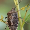 Skydblakė - Rhaphigaster nebulosa | Fotografijos autorius : Gintautas Steiblys | © Macrogamta.lt | Šis tinklapis priklauso bendruomenei kuri domisi makro fotografija ir fotografuoja gyvąjį makro pasaulį.