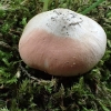 Skydinė gijabudė - Entoloma clypeatum  | Fotografijos autorius : Vitalij Drozdov | © Macrogamta.lt | Šis tinklapis priklauso bendruomenei kuri domisi makro fotografija ir fotografuoja gyvąjį makro pasaulį.