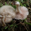 Skydinė gijabudė - Entoloma clypeatum  | Fotografijos autorius : Vitalij Drozdov | © Macrogamta.lt | Šis tinklapis priklauso bendruomenei kuri domisi makro fotografija ir fotografuoja gyvąjį makro pasaulį.