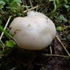 Skydinė gijabudė - Entoloma clypeatum  | Fotografijos autorius : Vitalij Drozdov | © Macrogamta.lt | Šis tinklapis priklauso bendruomenei kuri domisi makro fotografija ir fotografuoja gyvąjį makro pasaulį.