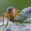 Slankmusė | Marsh snipefly | Rhagio tringarius | Fotografijos autorius : Darius Baužys | © Macrogamta.lt | Šis tinklapis priklauso bendruomenei kuri domisi makro fotografija ir fotografuoja gyvąjį makro pasaulį.