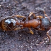 Slender ant - Leptothorax acervorum | Fotografijos autorius : Žilvinas Pūtys | © Macronature.eu | Macro photography web site