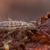 Podūra - Orchesella flavescens | Fotografijos autorius : Žilvinas Pūtys | © Macronature.eu | Macro photography web site