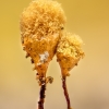 Garbanūnas - Hemitrichia sp. | Fotografijos autorius : Eglė Vičiuvienė | © Macronature.eu | Macro photography web site