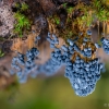 Slime mold - Badhamia utricularis | Fotografijos autorius : Eglė Vičiuvienė | © Macronature.eu | Macro photography web site
