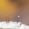 Slime mold - Comatricha nigra | Fotografijos autorius : Eglė Vičiuvienė | © Macronature.eu | Macro photography web site