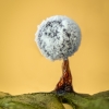 Slime mold - Didymium sp. | Fotografijos autorius : Eglė Vičiuvienė | © Macronature.eu | Macro photography web site