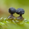 Slime mold - Didymium sp. | Fotografijos autorius : Žilvinas Pūtys | © Macronature.eu | Macro photography web site