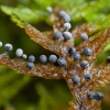 Slime mold - Didymium sp. | Fotografijos autorius : Žilvinas Pūtys | © Macronature.eu | Macro photography web site