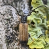 Slyvinis ūsuotėlis - Tetrops praeustus | Fotografijos autorius : Kazimieras Martinaitis | © Macrogamta.lt | Šis tinklapis priklauso bendruomenei kuri domisi makro fotografija ir fotografuoja gyvąjį makro pasaulį.