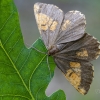 Slyvinis sprindžius | Orange Moth | Angerona prunaria | Fotografijos autorius : Darius Baužys | © Macrogamta.lt | Šis tinklapis priklauso bendruomenei kuri domisi makro fotografija ir fotografuoja gyvąjį makro pasaulį.