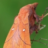 Slyvinis verpikas - Odonestis pruni | Fotografijos autorius : Gintautas Steiblys | © Macrogamta.lt | Šis tinklapis priklauso bendruomenei kuri domisi makro fotografija ir fotografuoja gyvąjį makro pasaulį.