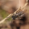 Smiltbitė - Andrena sp. | Fotografijos autorius : Ramunė Činčikienė | © Macrogamta.lt | Šis tinklapis priklauso bendruomenei kuri domisi makro fotografija ir fotografuoja gyvąjį makro pasaulį.
