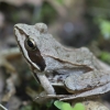 Pievinė varlė - Rana temporaria | Fotografijos autorius : Giedrius Markevičius | © Macrogamta.lt | Šis tinklapis priklauso bendruomenei kuri domisi makro fotografija ir fotografuoja gyvąjį makro pasaulį.