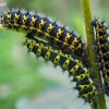 Mažosios saturnijos - Saturnia pavonia, jauni vikšrai | Fotografijos autorius : Vytautas Uselis | © Macronature.eu | Macro photography web site