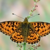 Small Pearl-bordered Fritillary - Boloria selene | Fotografijos autorius : Arūnas Eismantas | © Macronature.eu | Macro photography web site