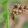 Small Pearl-bordered Fritillary - Boloria selene | Fotografijos autorius : Arūnas Eismantas | © Macronature.eu | Macro photography web site