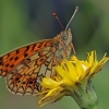 Small Pearl-bordered Fritillary - Boloria selene | Fotografijos autorius : Gintautas Steiblys | © Macronature.eu | Macro photography web site