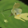 Small balsam - Impatiens parviflora | Fotografijos autorius : Gintautas Steiblys | © Macronature.eu | Macro photography web site