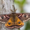 Small emperor moth - Eudia pavonia  | Fotografijos autorius : Dalia Račkauskaitė | © Macronature.eu | Macro photography web site