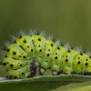 Small emperor moth - Eudia pavonia | Fotografijos autorius : Dalia Račkauskaitė | © Macronature.eu | Macro photography web site