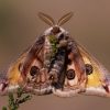 Small emperor moth - Saturnia pavonia | Fotografijos autorius : Zita Gasiūnaitė | © Macronature.eu | Macro photography web site
