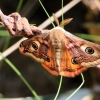 Small emperor moth - Saturnia pavonia | Fotografijos autorius : Ramunė Vakarė | © Macronature.eu | Macro photography web site