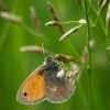 Small heath | Fotografijos autorius : Saulius Drazdauskas | © Macronature.eu | Macro photography web site