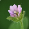 Small-flowered Crane's-bill - Geranium pusillum | Fotografijos autorius : Vidas Brazauskas | © Macronature.eu | Macro photography web site