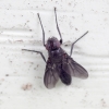 Smoky-winged Woodlouse-fly - Melanophora roralis ♂ | Fotografijos autorius : Romas Ferenca | © Macronature.eu | Macro photography web site