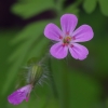 Raudonstiebis snaputis - Geranium robertianum | Fotografijos autorius : Nomeda Vėlavičienė | © Macrogamta.lt | Šis tinklapis priklauso bendruomenei kuri domisi makro fotografija ir fotografuoja gyvąjį makro pasaulį.