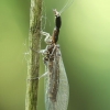 Snakefly - Raphidia sp. | Fotografijos autorius : Lukas Jonaitis | © Macronature.eu | Macro photography web site