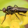 Snapmusė - Rhamphomyia sp. ♂ | Fotografijos autorius : Žilvinas Pūtys | © Macrogamta.lt | Šis tinklapis priklauso bendruomenei kuri domisi makro fotografija ir fotografuoja gyvąjį makro pasaulį.